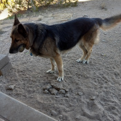 Malcom, a Black German Shepherd Dog