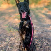 Fender, a Black, Dark-brown Dutch Shepherd Dog