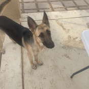 Cherry, a Brown German Shepherd Dog Dog