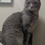 Olivia Hazel Grace, a Grey, White, Light-grey Breed Unknown Cat