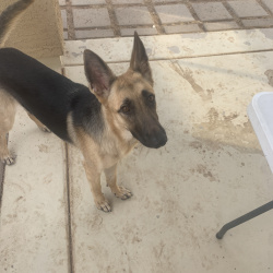 {petName}, a Brown German Shepherd Dog Dog