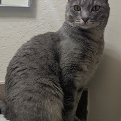 {petName}, a Grey, White, Light-grey Breed Unknown Cat