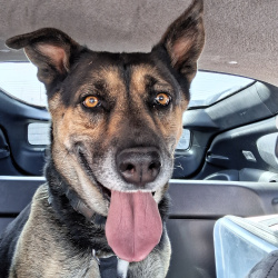 {petName}, a Brown, Black German Shepherd Dog