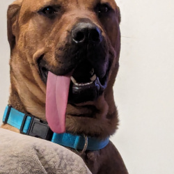 {petName}, a Brown Rhodesian Ridgeback Dog