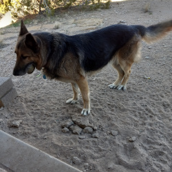 {petName}, a Black German Shepherd Dog