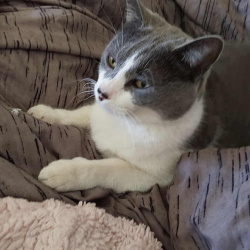 {petName}, a White, Dark-grey, Light-grey Mixed Cat